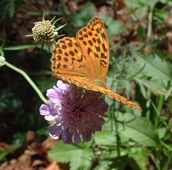 Argynnis paphia (Lepidoptera, Nymphalidae)